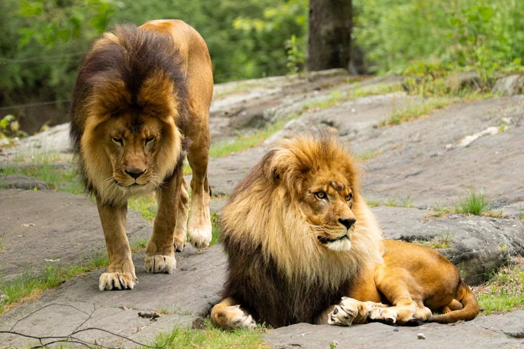Two powerful African lions resting and roaming on rocky terrain in a natural setting.
